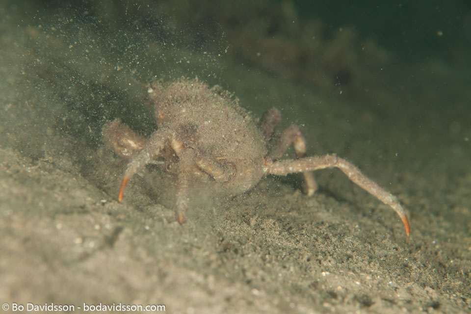 BD-110417-Lysekil-7-Hyas-araneus-(Linnaeus.-1758)-[Great-spider-crab.-Hövre].jpg